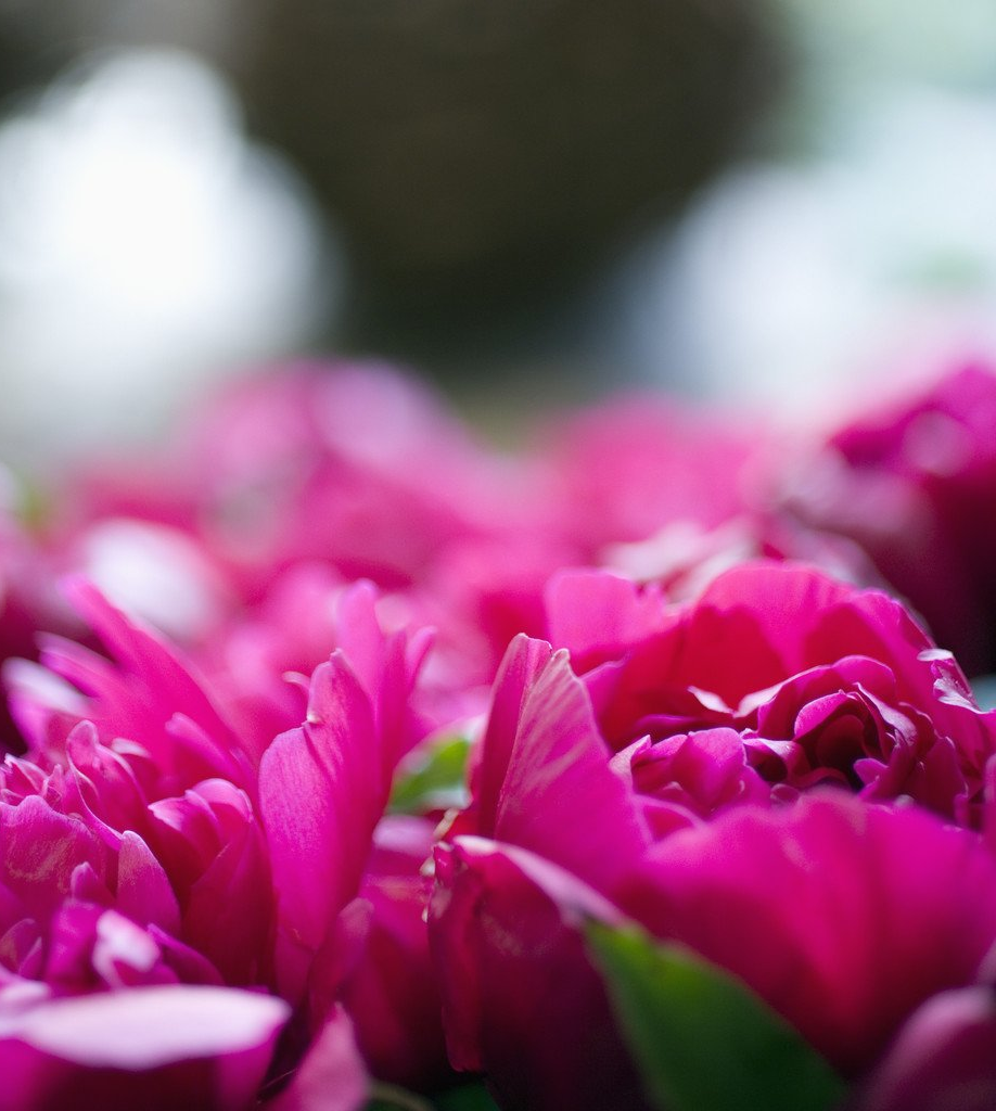 Pfingsturlaub auf der Schwäbischen Alb - Pfingstrosen