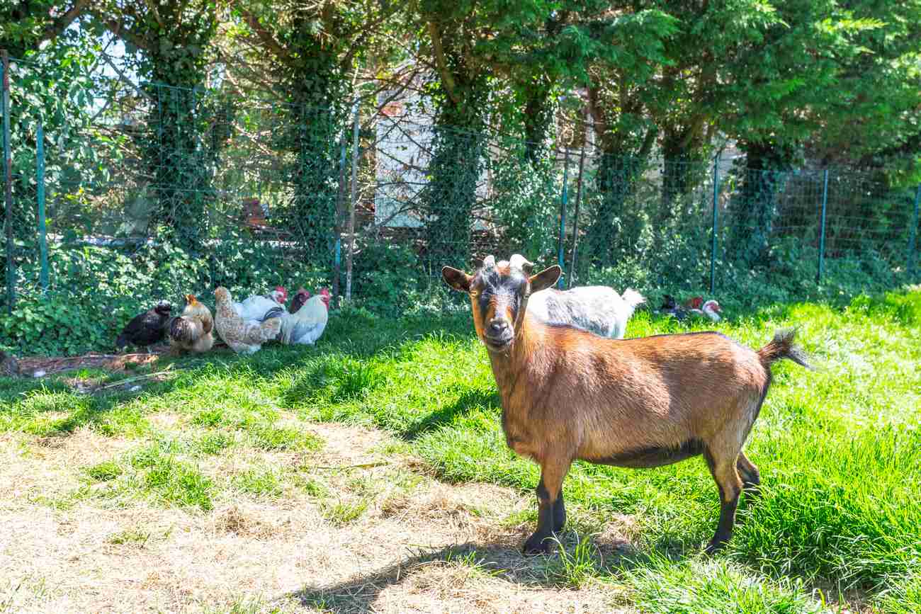 camping le tarteron - ferme pedagogique