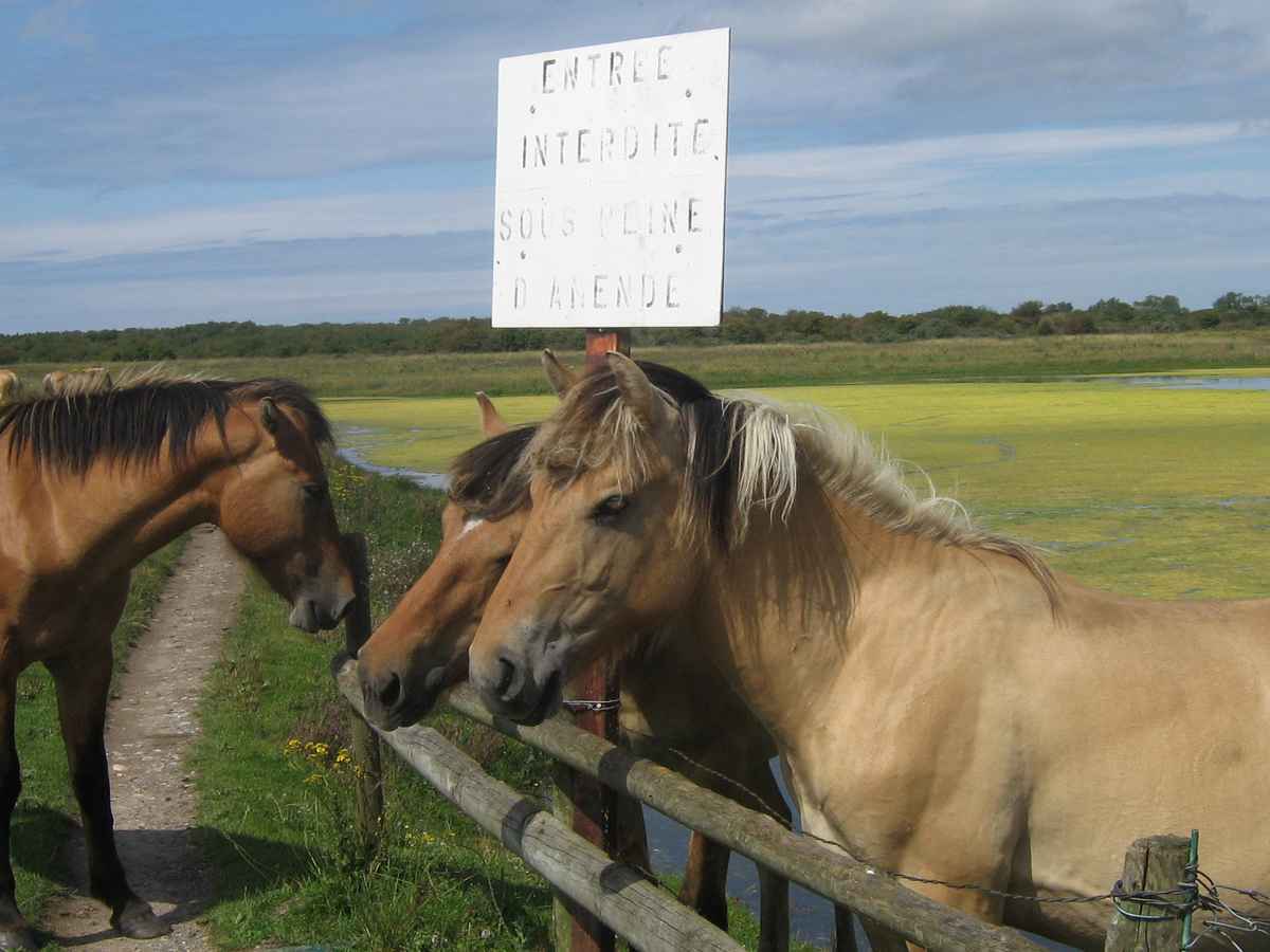chevaux henson marais crotoy