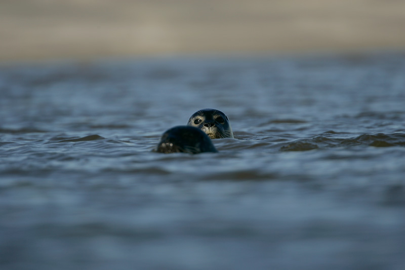 phoque en baie de somme
