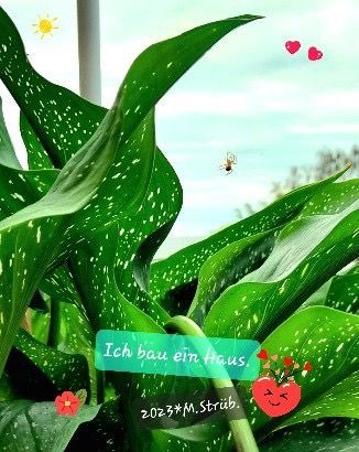 Ich will nur ein Haus und darf es nicht.
Ein Schrei, ein Wisch und weg bin ich!