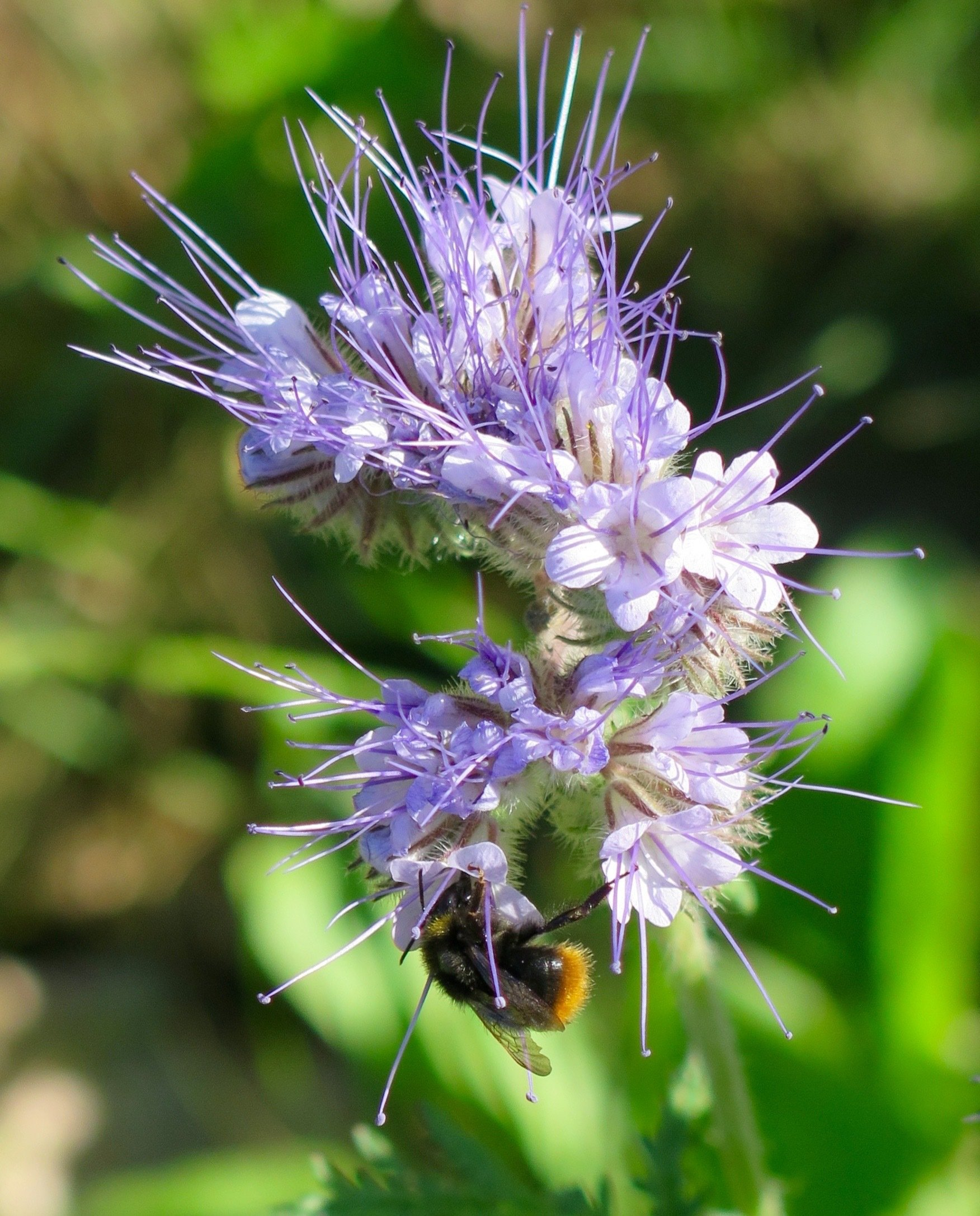 27. Nektar, gewusst wo - Foto - für Karte oder Plakat?