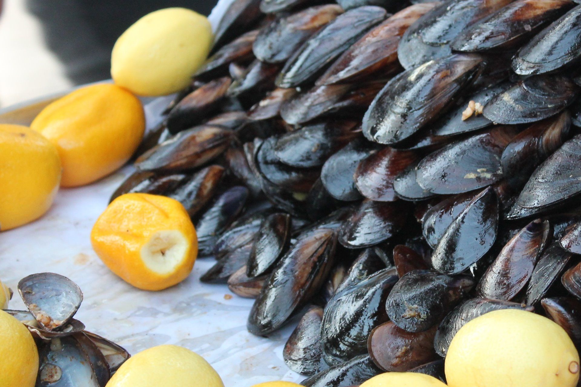 Muschelzeit