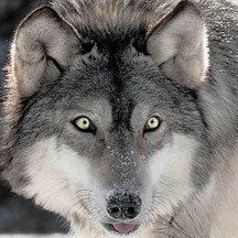 Le Loup Gris