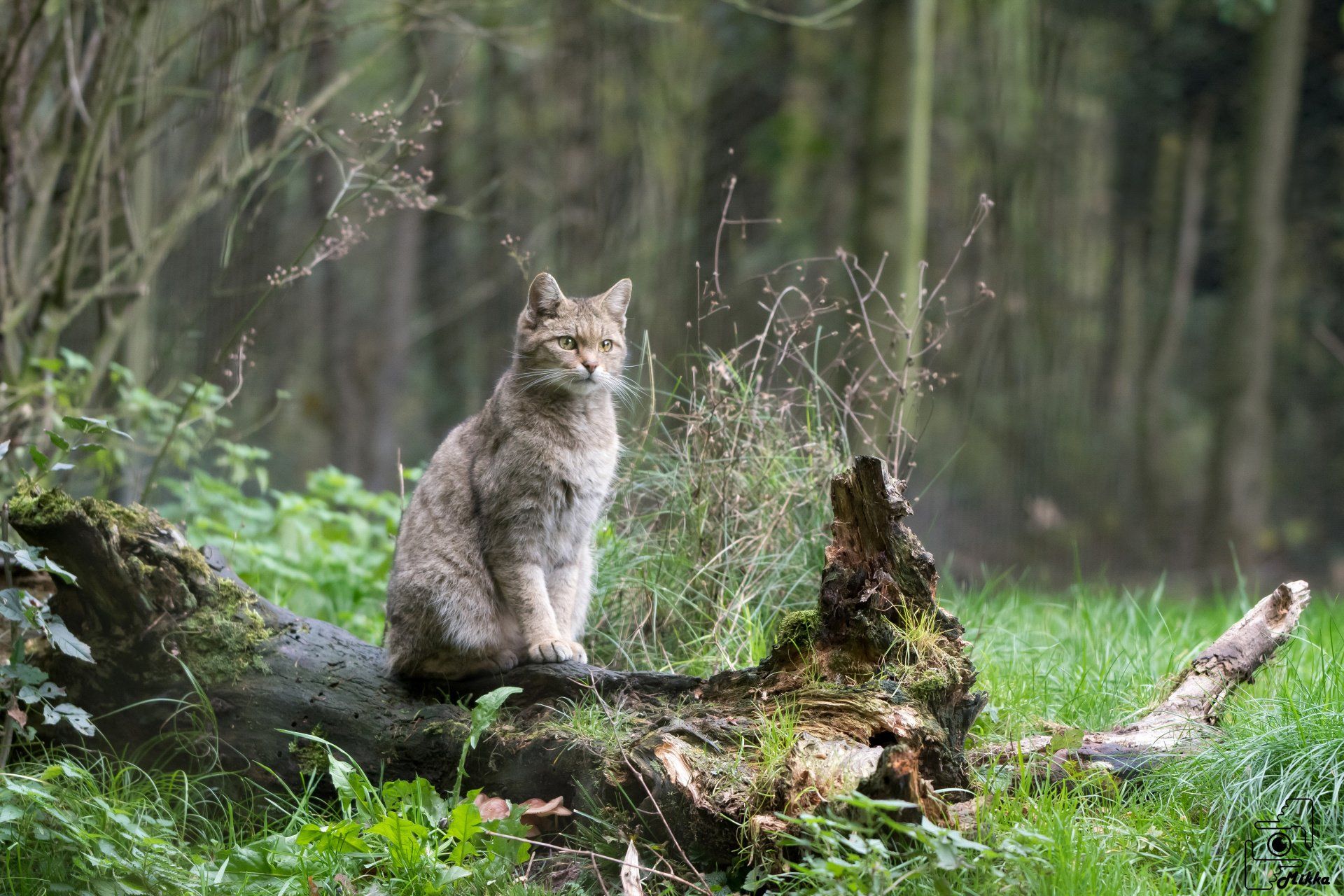 Seltener Bestand Wildkatze