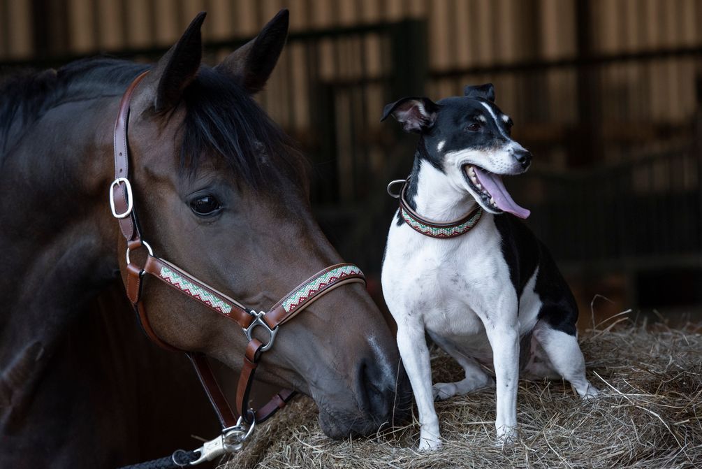 Hundekissen trendy breit cord türkis