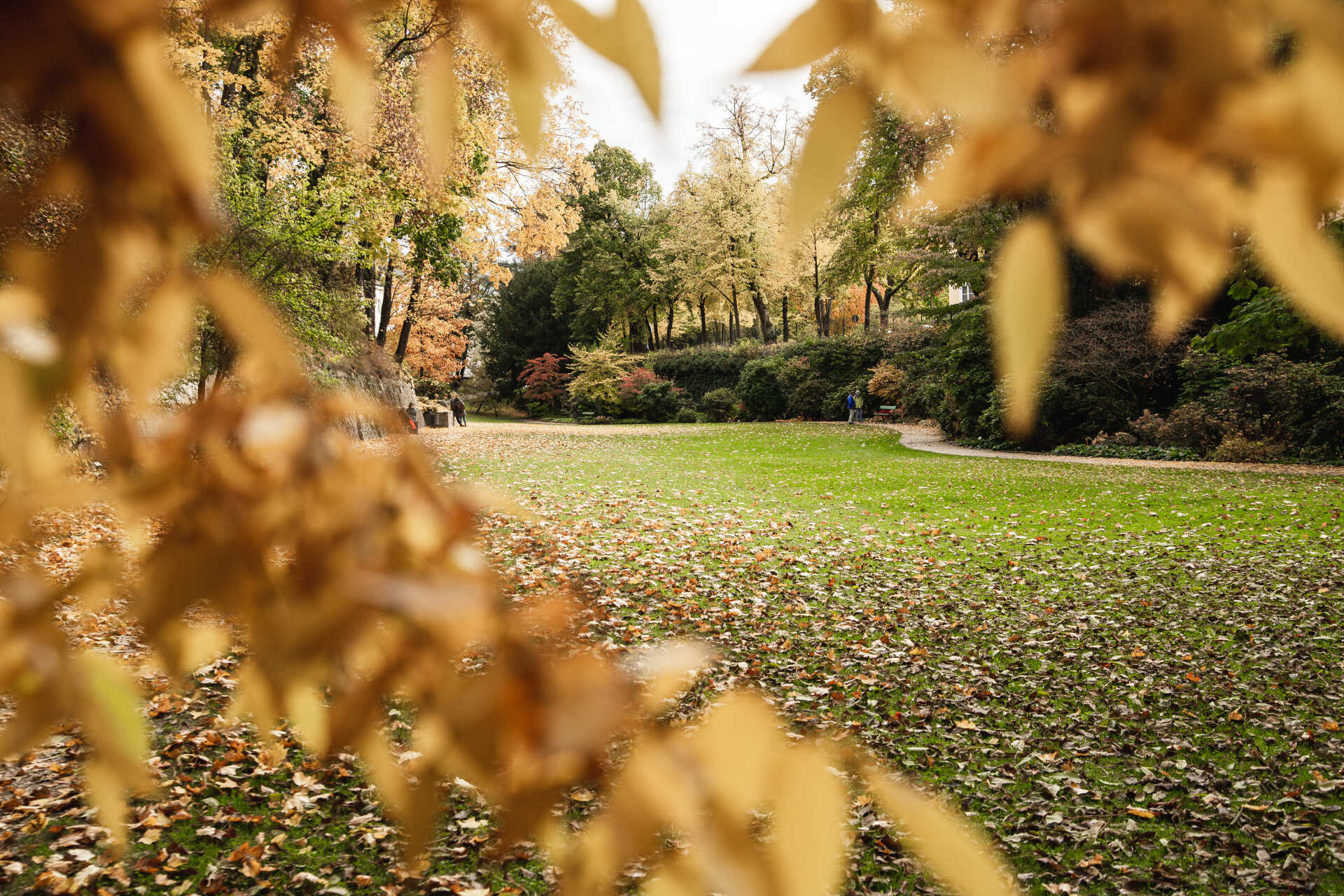 Das Foto zeigt den Regensburger Herzogspark im Herbst