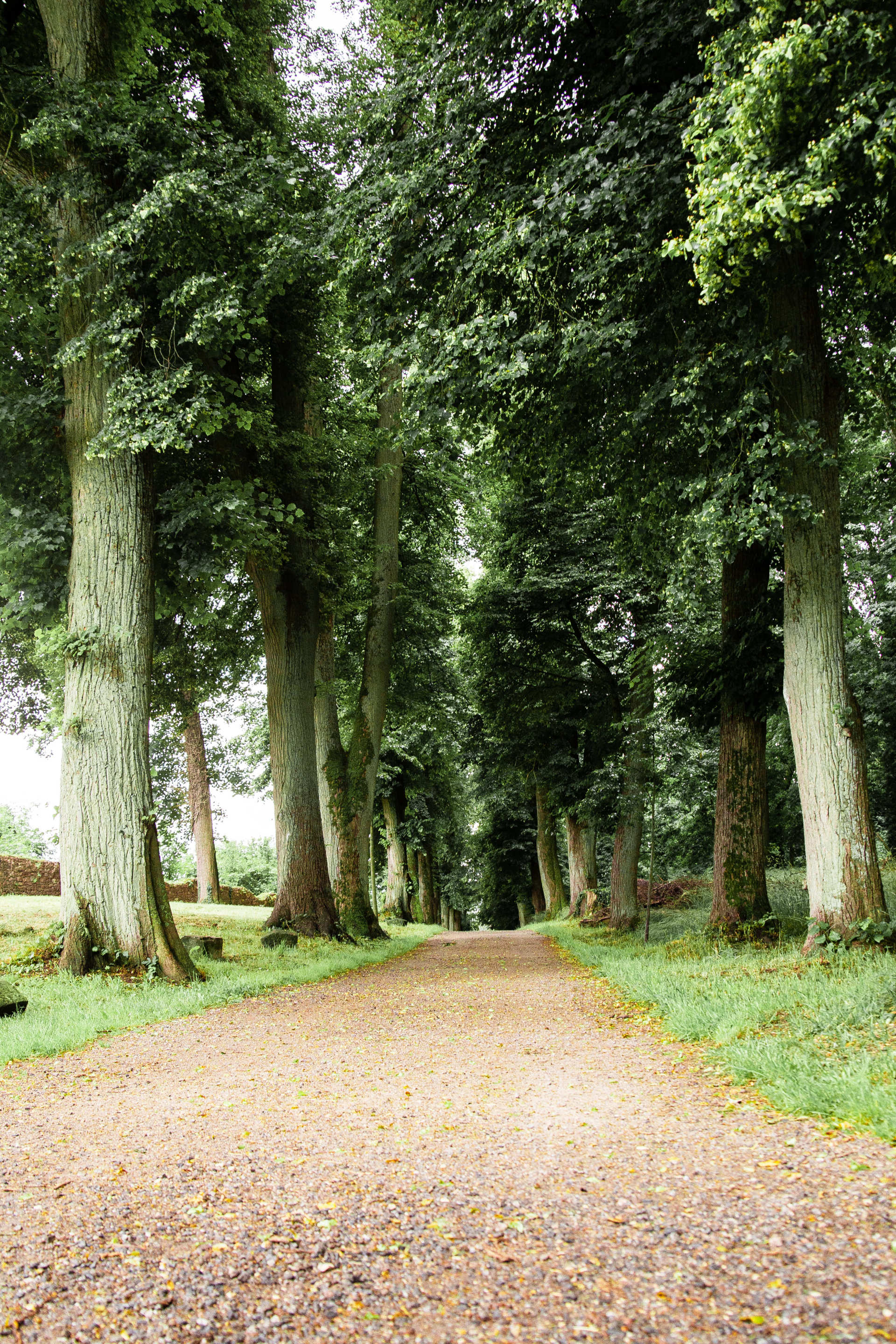 Man sieht die Baumallee auf der Burgruine in Donaustauf