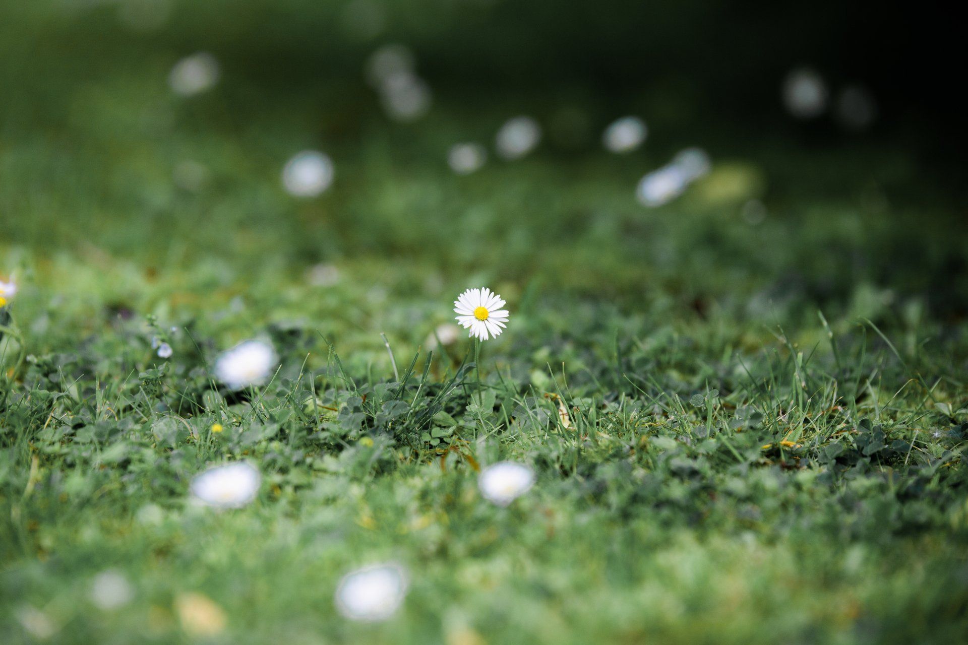 Auf dem Bild sieht man vereinzelte Gänseblümchen auf einer Wiese im Stadtpark