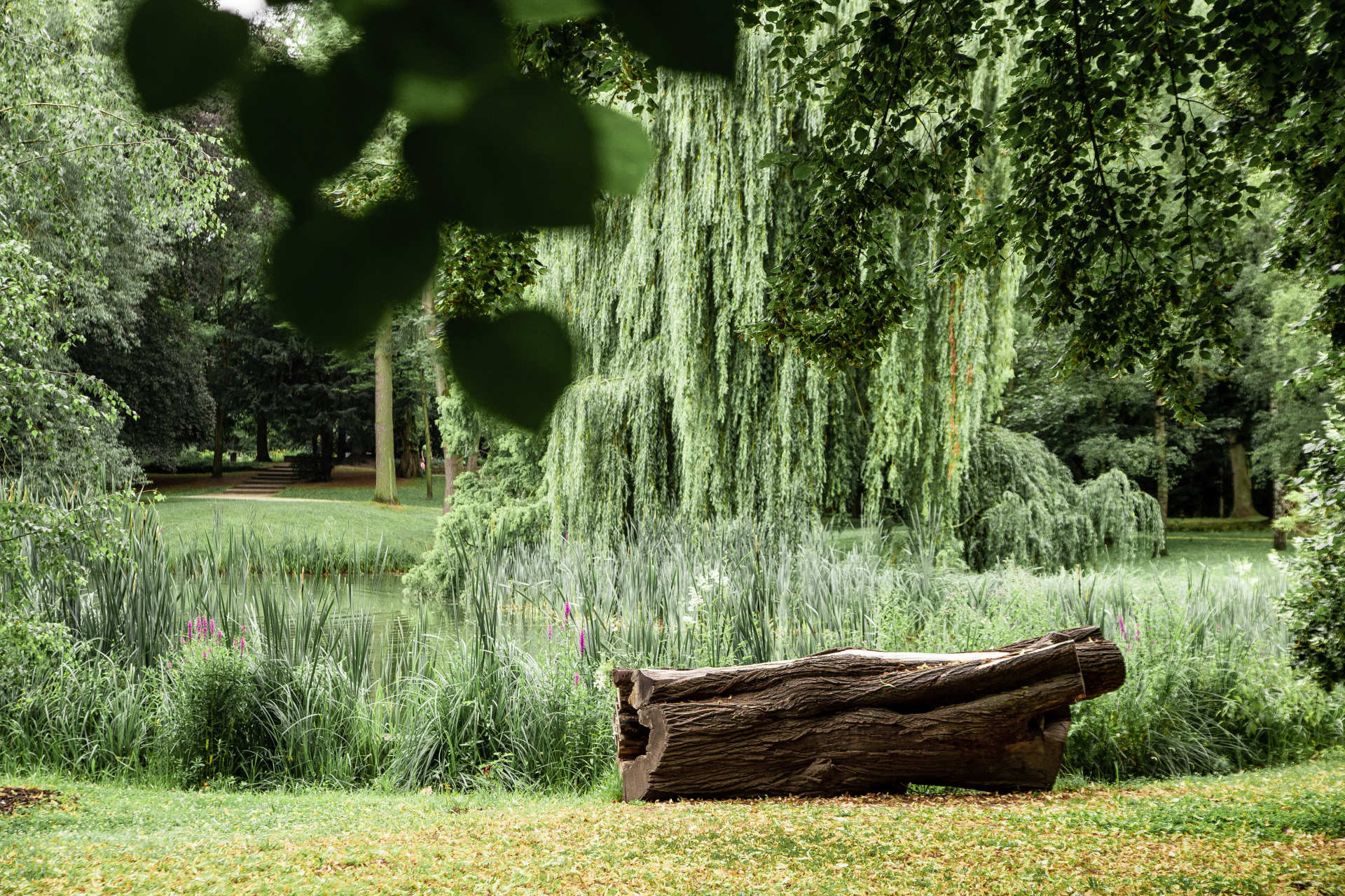 Baumstamm und Bäume im Regensburger Stadtpark Das Bild zeigt einen Baumstamm im Stadtpark Regensburg