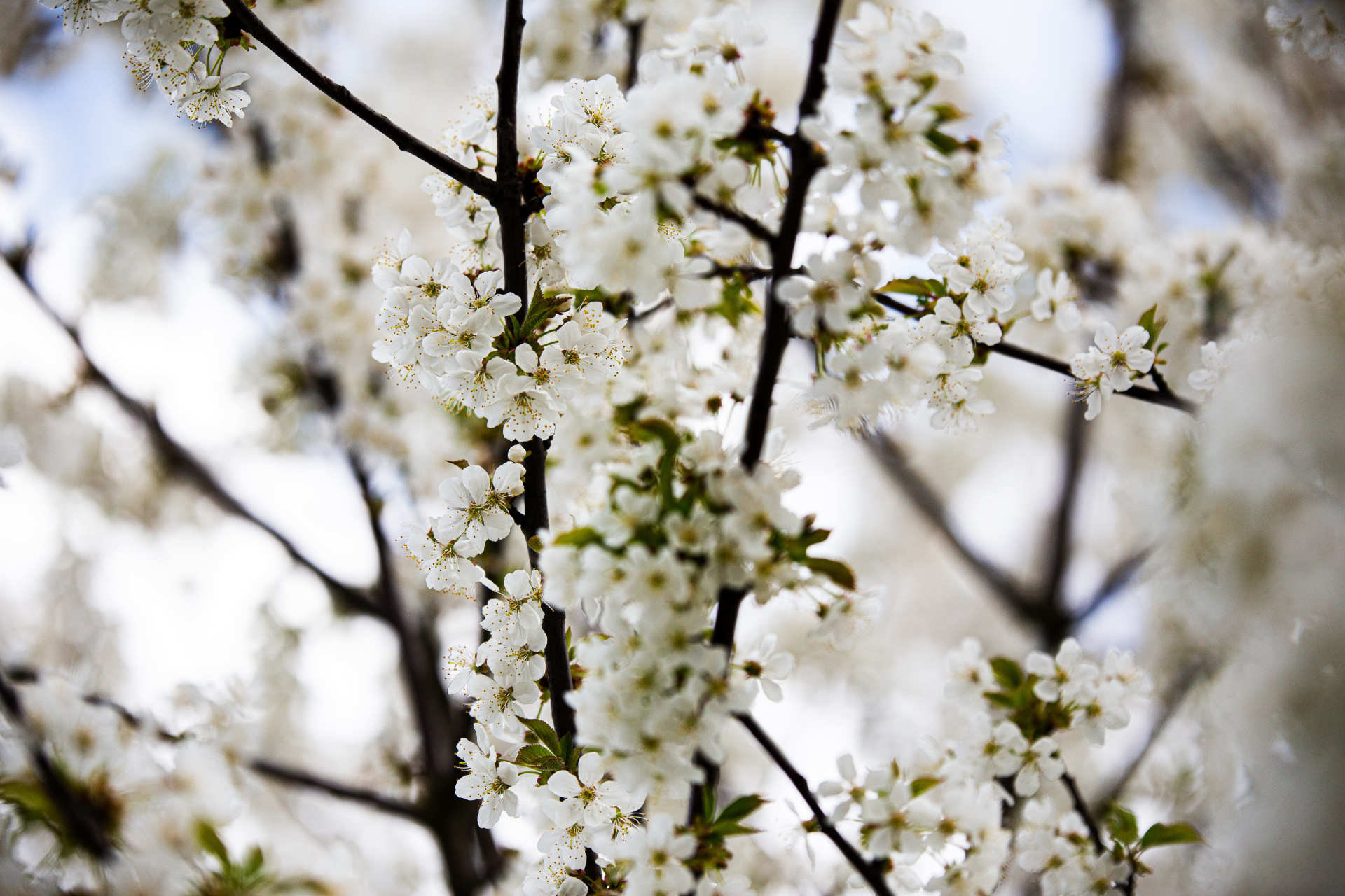 Das Foto zeigt eine Nahaufnahme von Kirschblüten