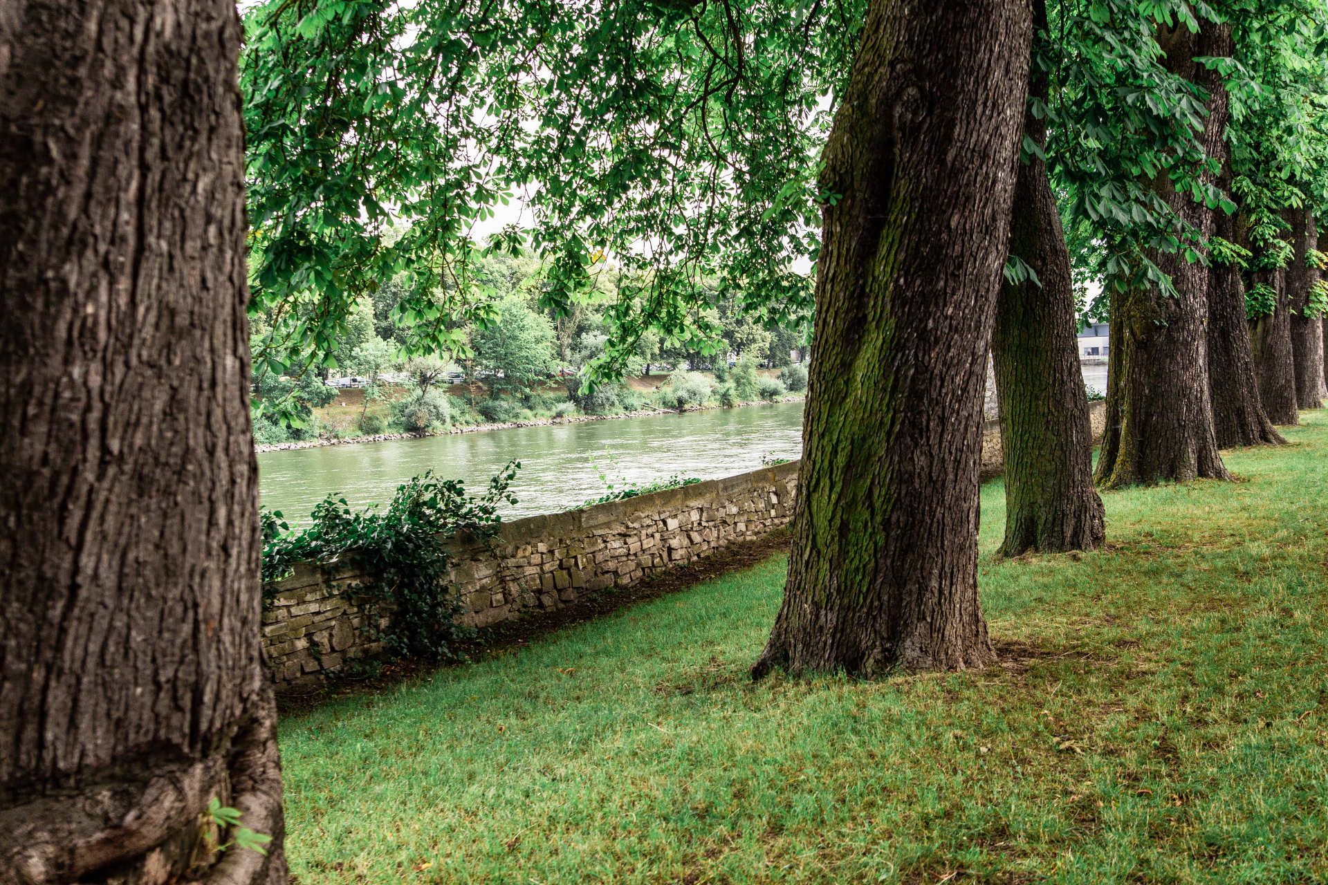Auf der Fotografie sieht man alte Bäume am Wegesrand an der Donau