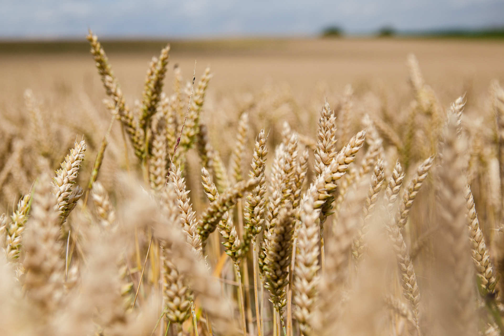 Felder Das Foto zeigt ein Getreidefeld