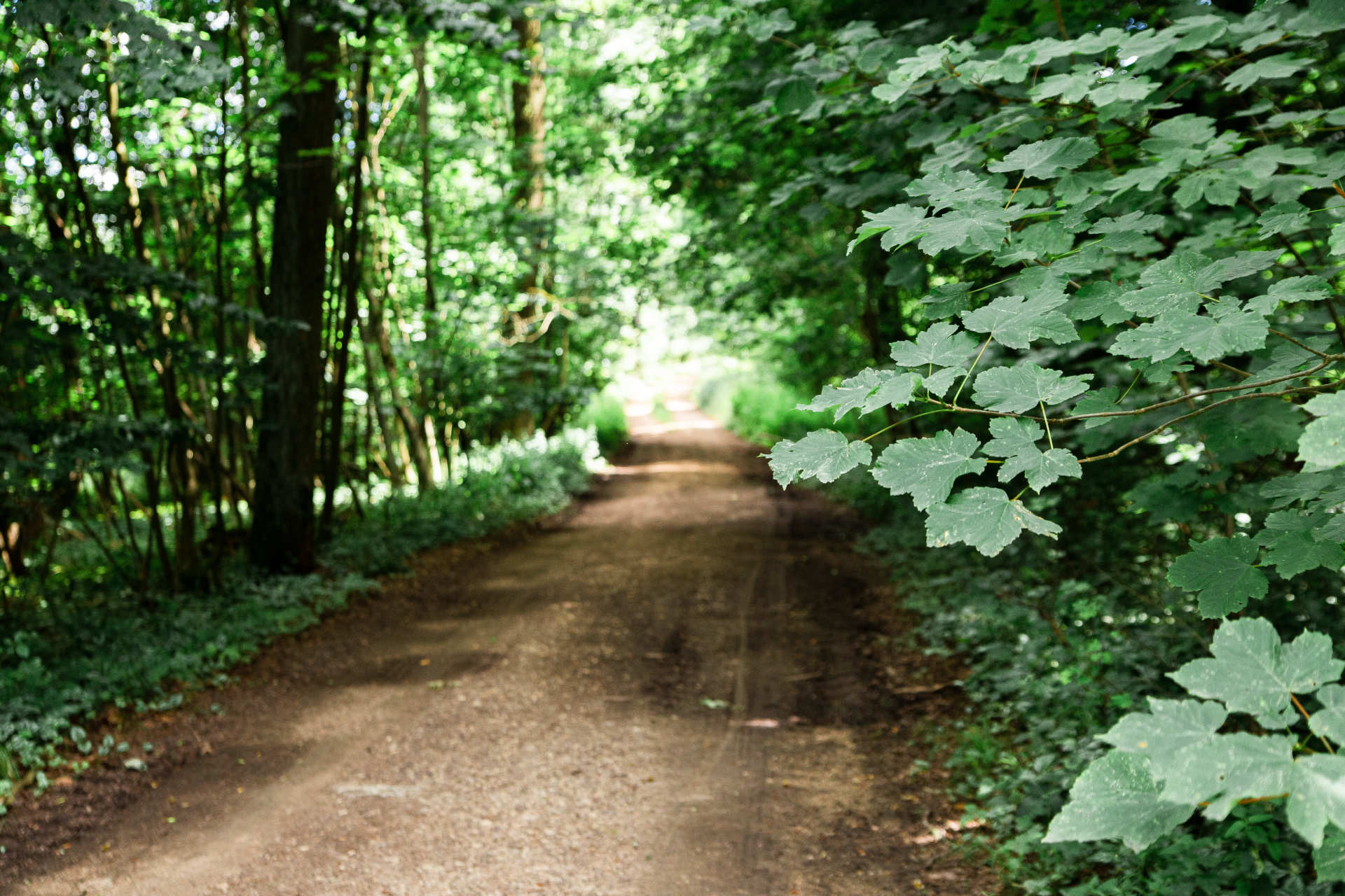 Das Foto zeigt einen Weg, der durch den Wald führt
