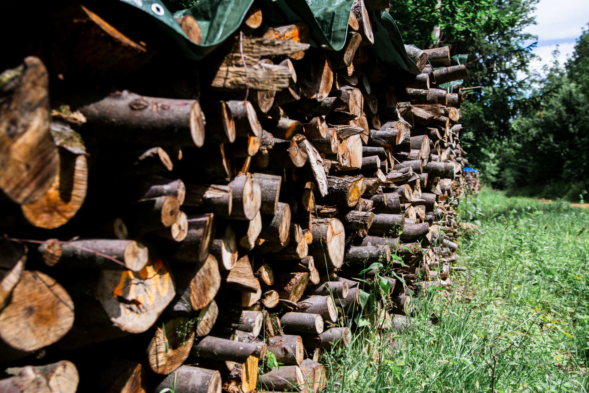 Auf dem Foto sieht man einen Stapel von Baumstämmen