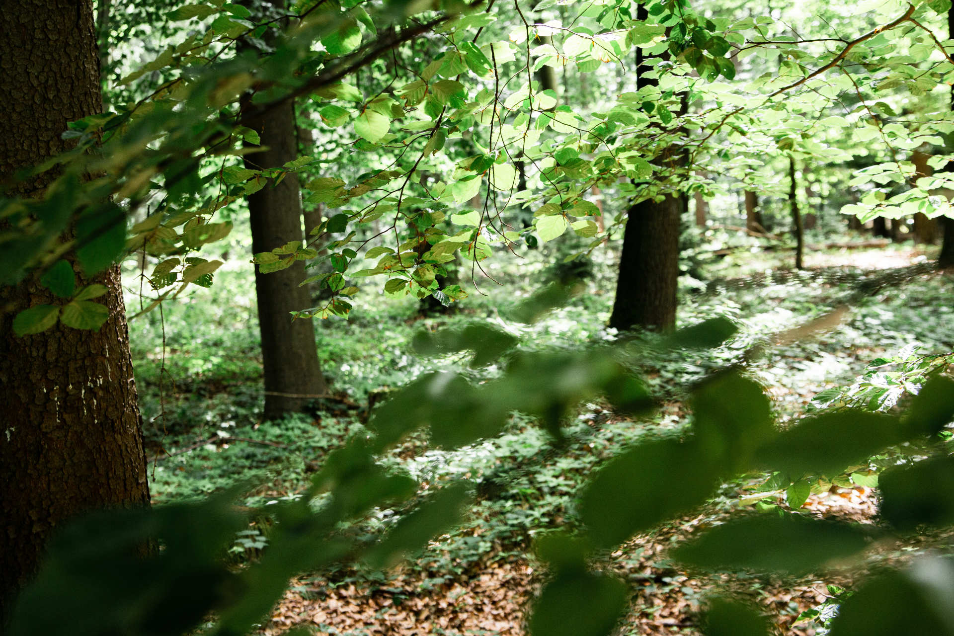 Wald als Fotoshooting Location Das Bild zeigt grüne Blätter im Wald