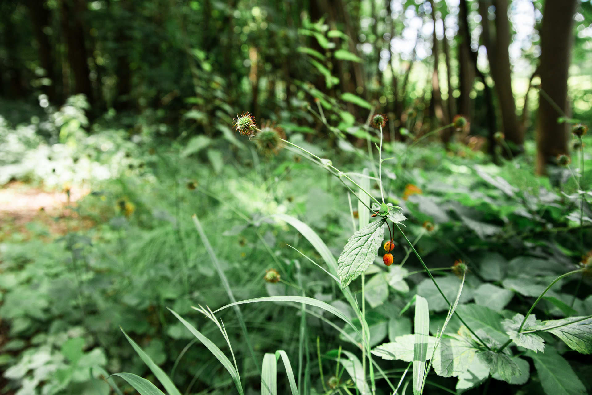 Das Bild zeigt Pflanzen in einem Regensburger Wald