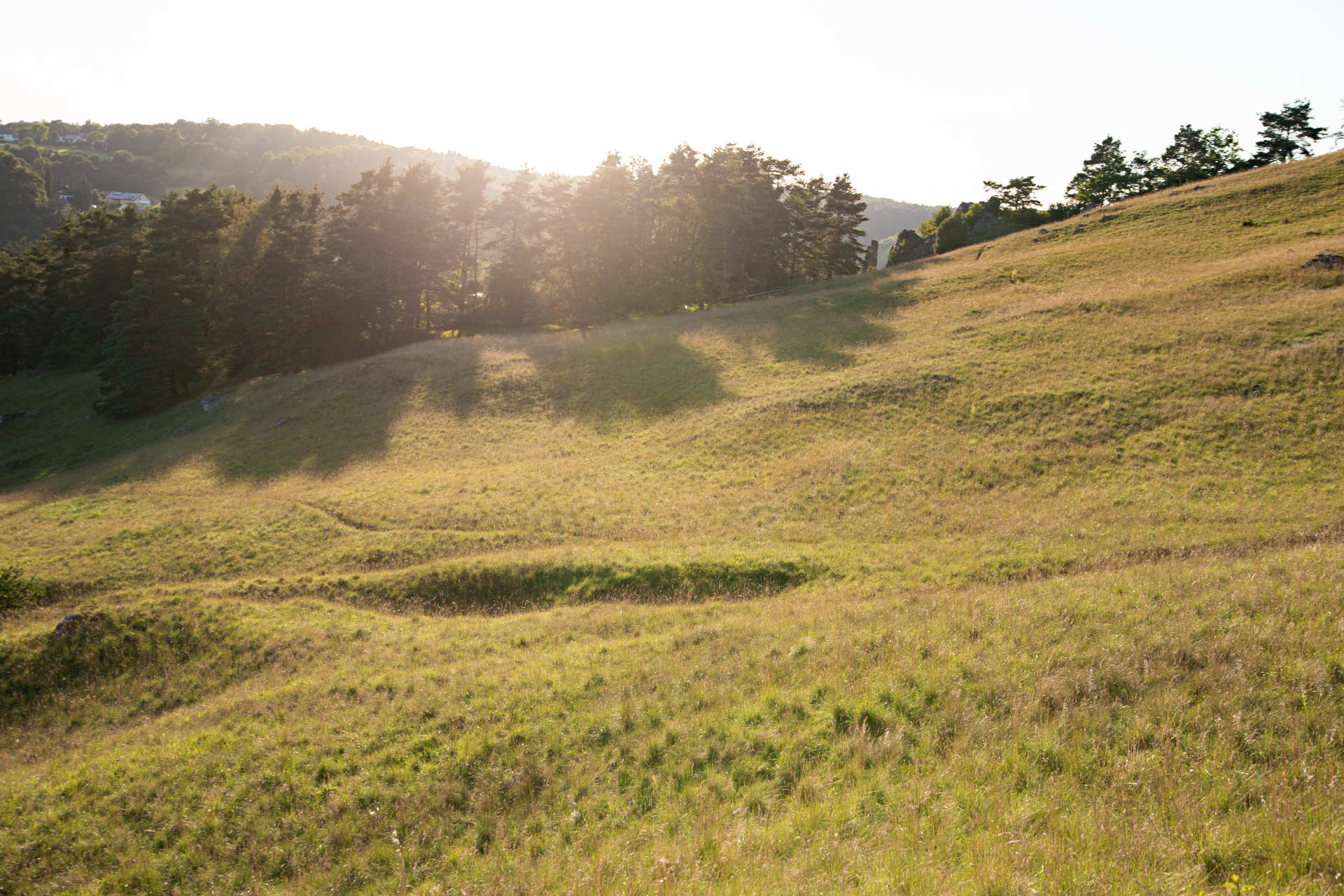 Das Bild zeigt die Natur bei dem Wanderweg in Schönhofen