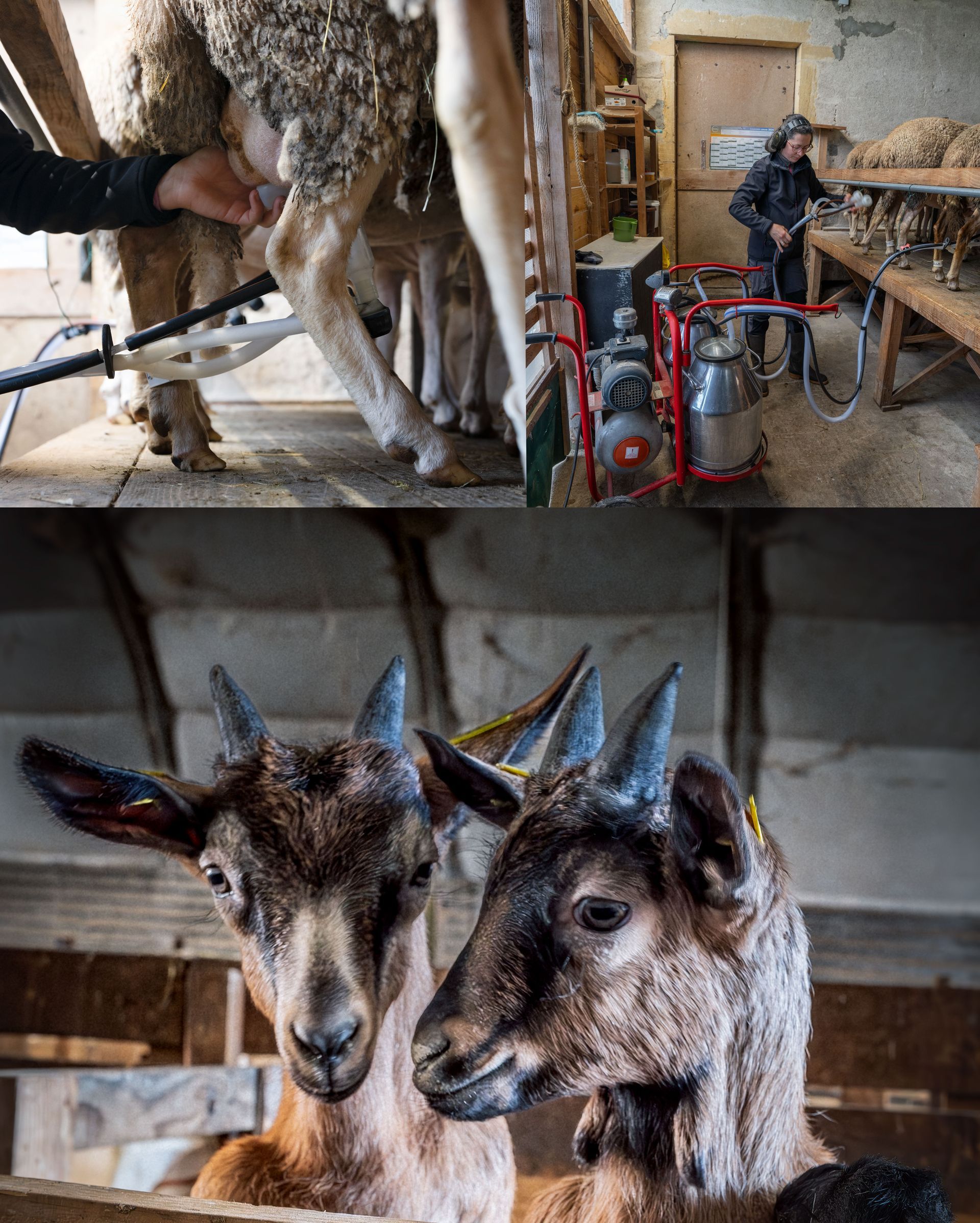 Activités des Brebiques Claire Charmet, Ferme des Millets, production laitière, produits laitiers bio, agriculture biologique, fromages artisanaux, yaourts bio, produits fermiers, élevage de vaches laitières, ferme , agriculture durable, Ouches, circuits courts, vente directe, chèvres, brebis laitières