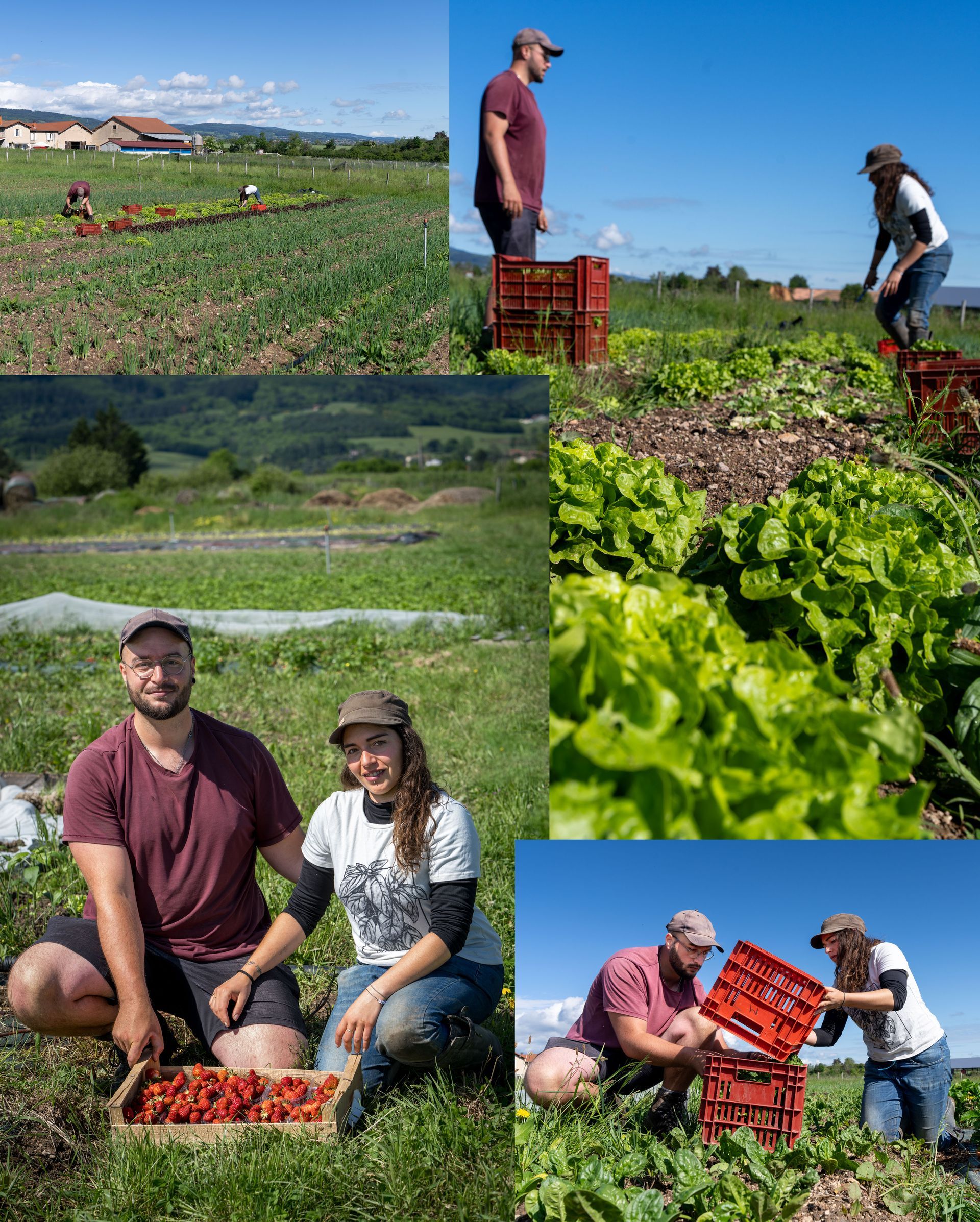 #MaraîchageBiologique #FermeDesMillets #AnaïsLorente #JulienDouar #AgricultureBiologique #LégumesBio #Permaculture #Ouches #FermeLocale #ProductionLocale #Roannais #LivraisonDeLégumes #AgricultureDurable #EspacesTestAgricole #CircuitCour