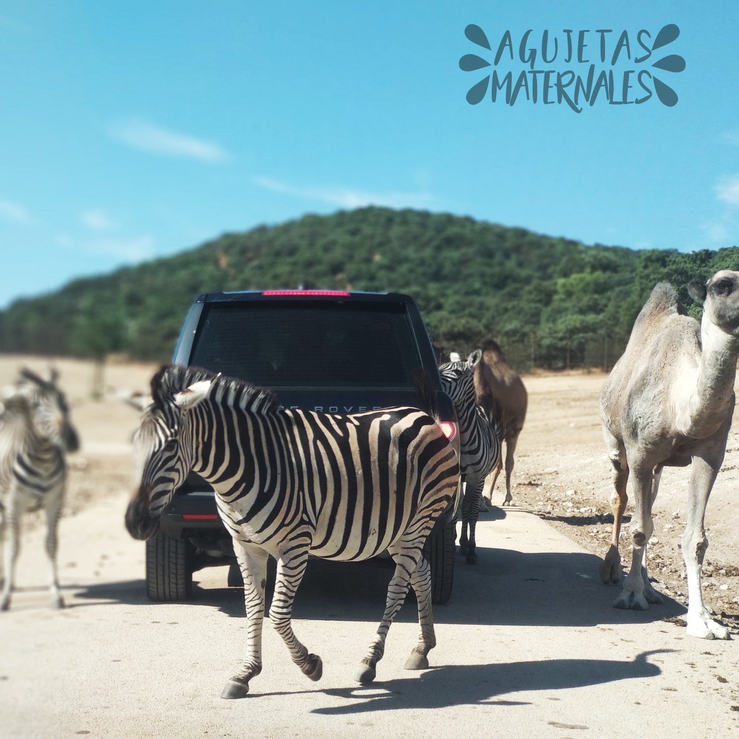 cebras y un camello circulando por el Safari Madrid