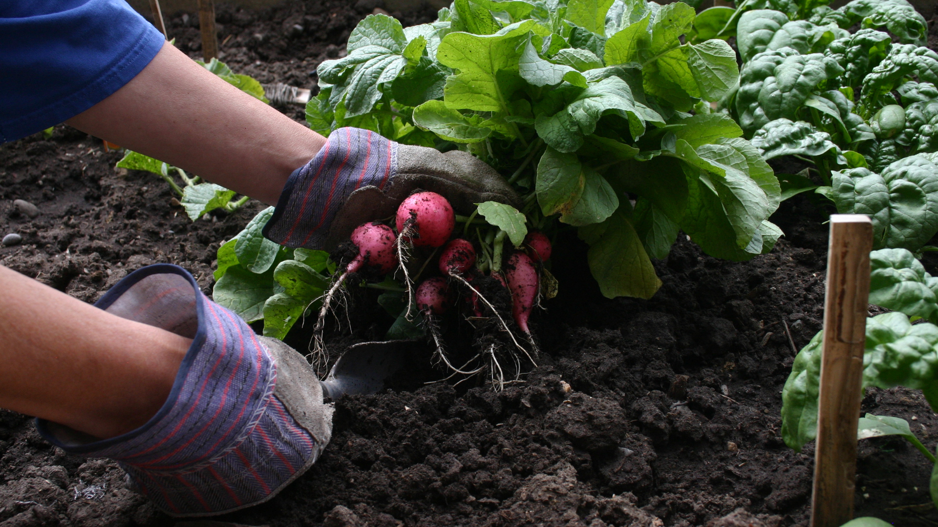 Das Bild zeigt eine Person, die im Garten arbeitet und gerade eine Gruppe frisch geernteter Radieschen aus dem Boden zieht. Die Person trägt Gartenhandschuhe und ist bei der Ernte von Radieschen sichtbar, die noch an ihren grünen Blättern hängen und mit Erde bedeckt sind. Die Szene spielt sich in einem gut gepflegten Gartenbeet ab, und der dunkle, fruchtbare Boden ist deutlich sichtbar. Dieses Bild fängt einen authentischen Moment der Gartenarbeit ein und zeigt die Freude und den Erfolg beim Anbau eigener Lebensmittel.