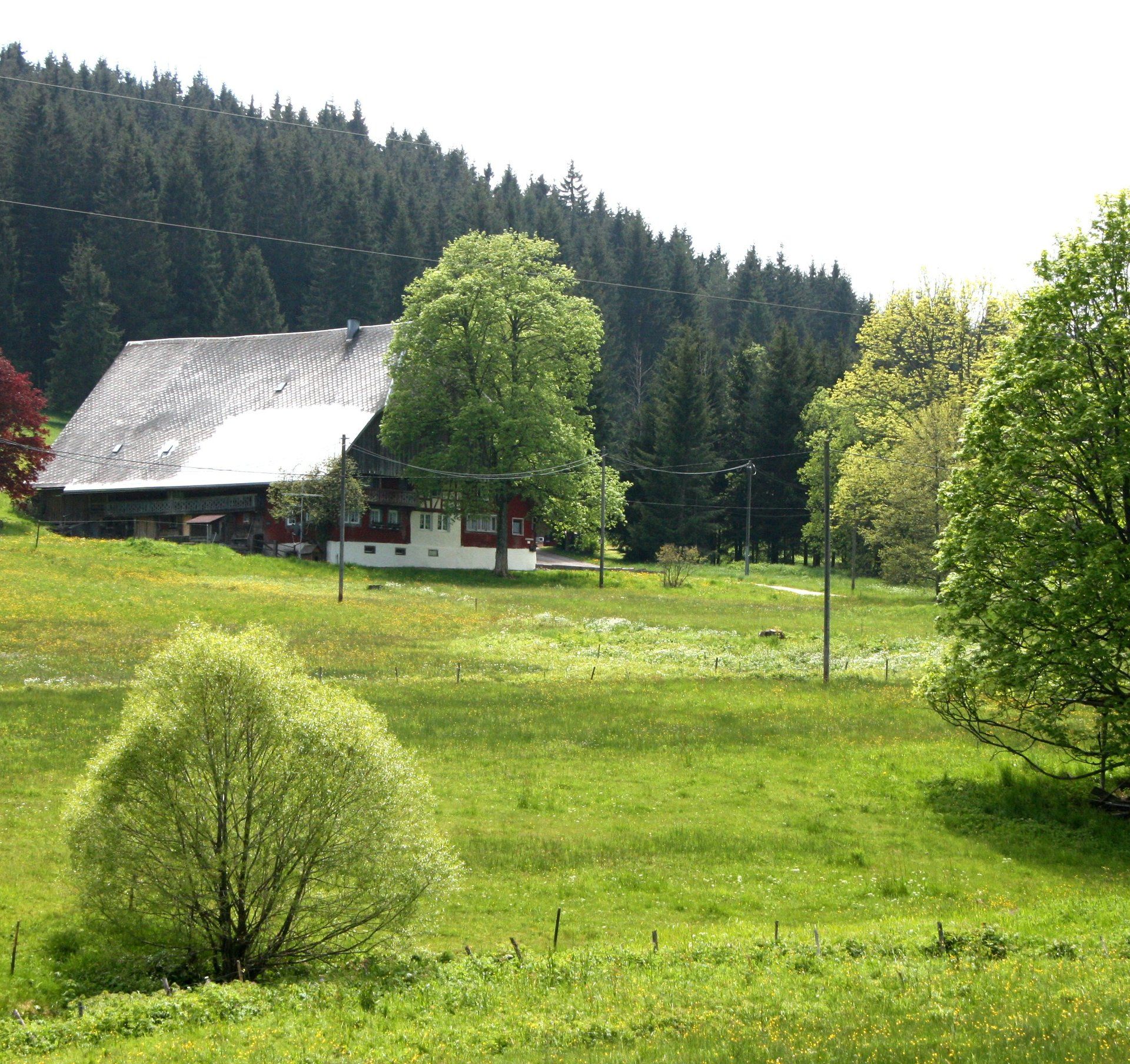 Bauernhof im Schwarzwald Schwarzwaldhof auf grüner Wiese vor Wald woodesign