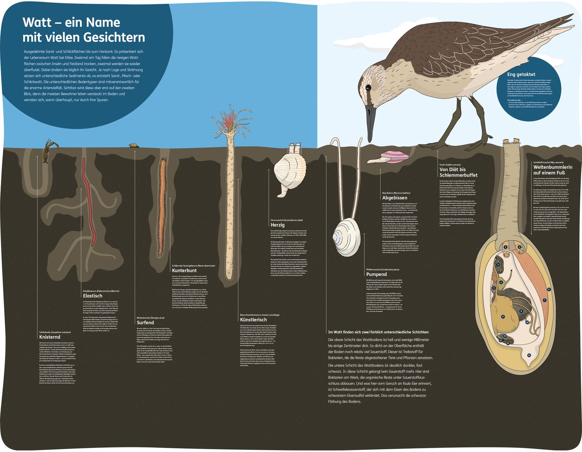 Woher das Bockbier seinen Namen hat