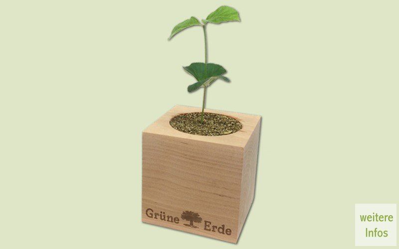 Grow your Own. Die Pflanze aus dem Holzwürfel. Nachhaltig. Grün