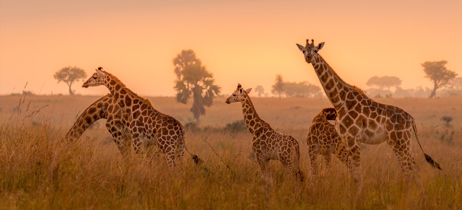 Voyage en Ouganda, savane africaine et gorilles