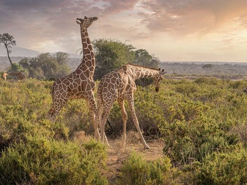 voyage-recompense-south-africa