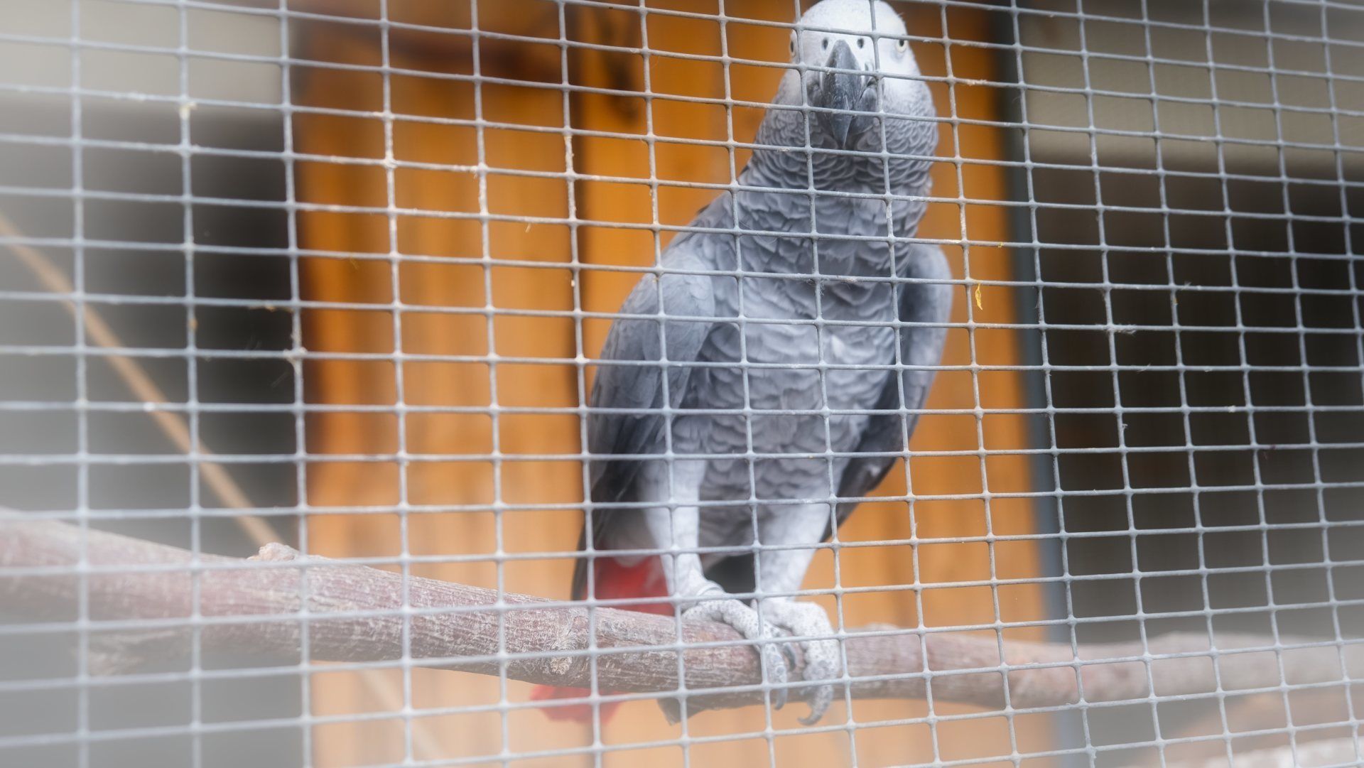 Sommerfest Freundschaft-Konkordia: Einer der Graupapageien im Tierpark am