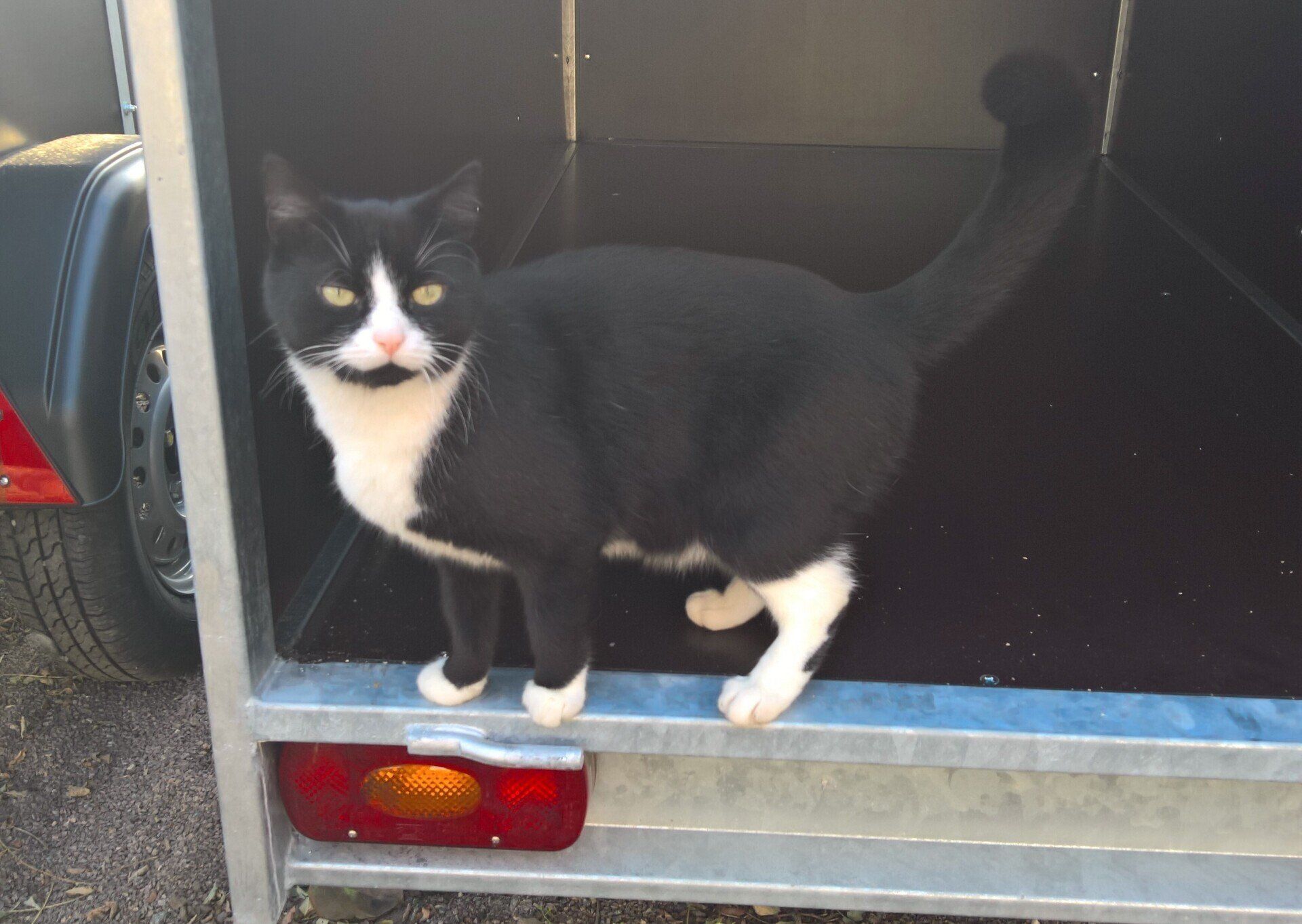 Bitte keine Tiertransporte!