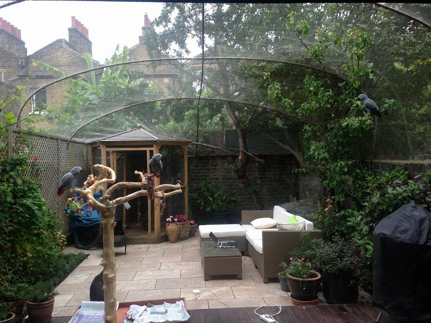 Parrots perched in aviary outside