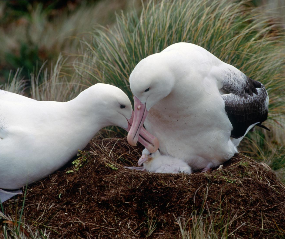 Albatross chick in nest with adult albatross