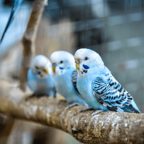 group of budgies perched on branch inside aviary