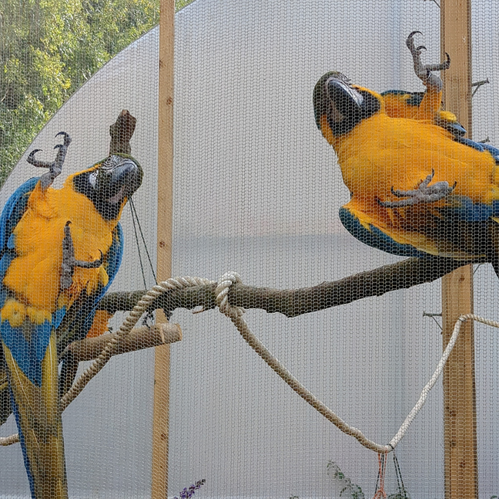 Two macaw parrots behind ClearMesh35 mesh