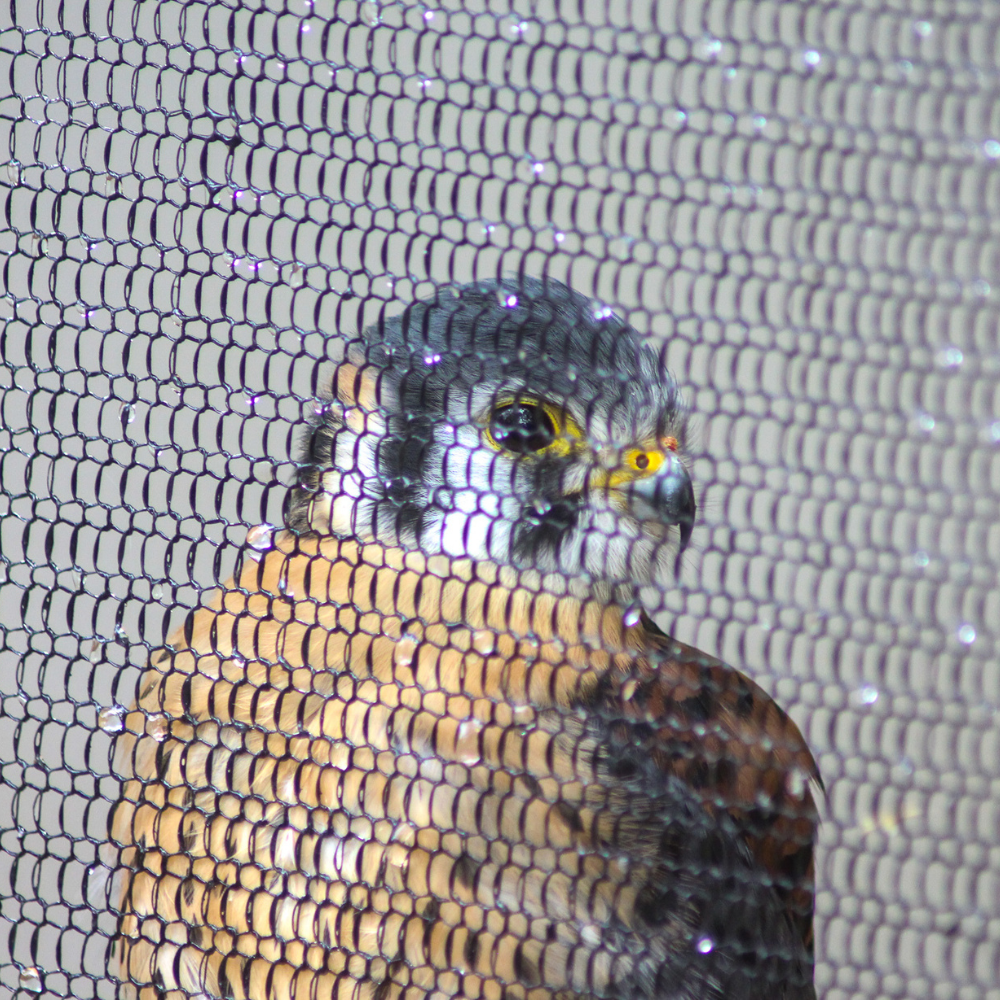 Peregrine Falcon behind ClearMeshHT mesh