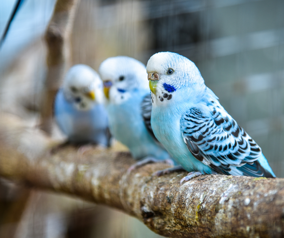 three budgies perched on branch inside aviary