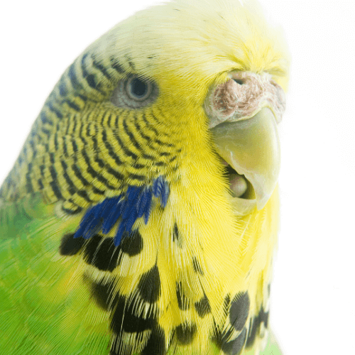 Close up of budgie with beak parted