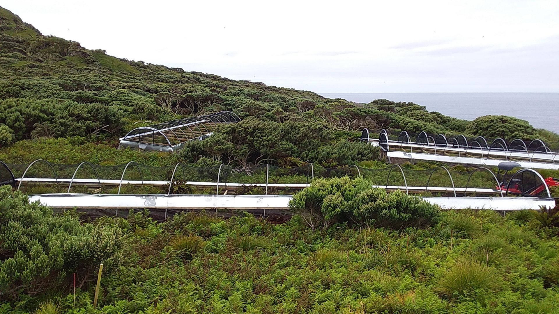 3 poly tunnel aviaries for moorhen chicks on Gough Island
