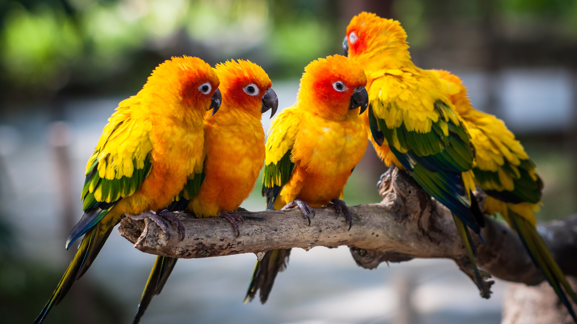 Yellow parrots perched on branch outside