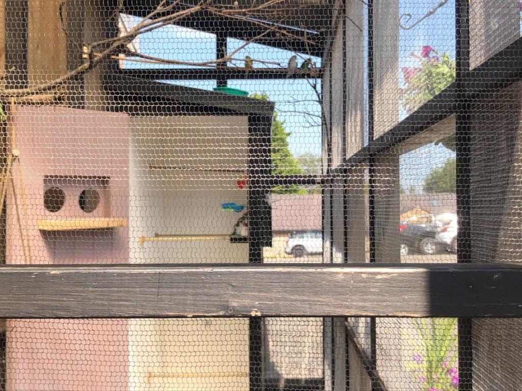 Inside budgie aviary with indoor space