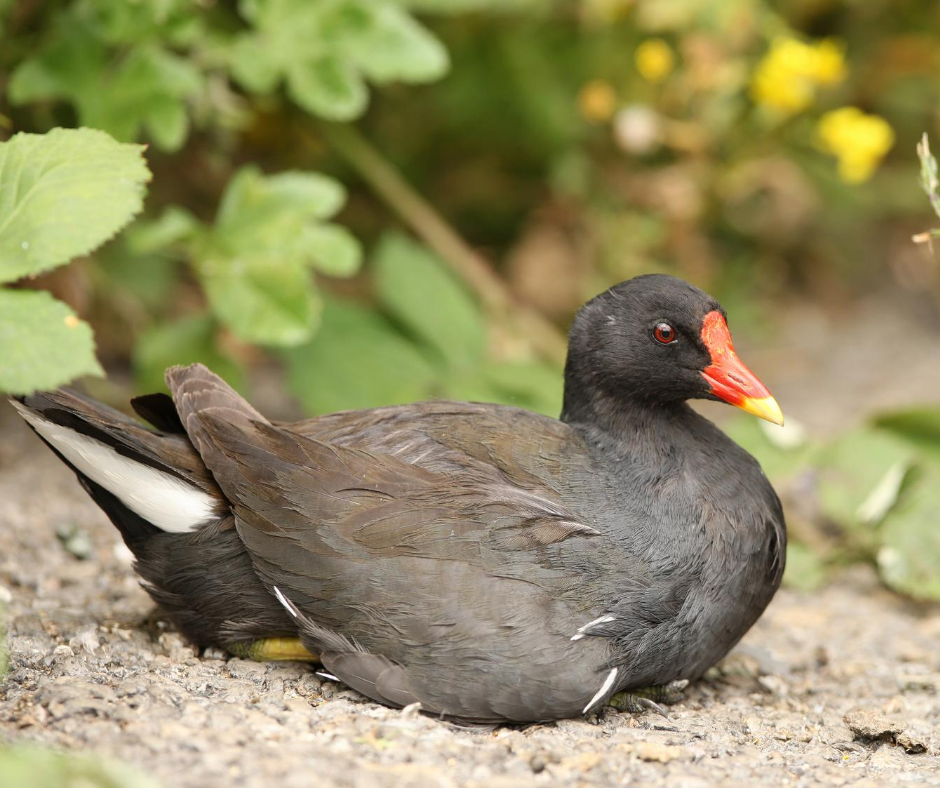 Moorhen bird resting on ground