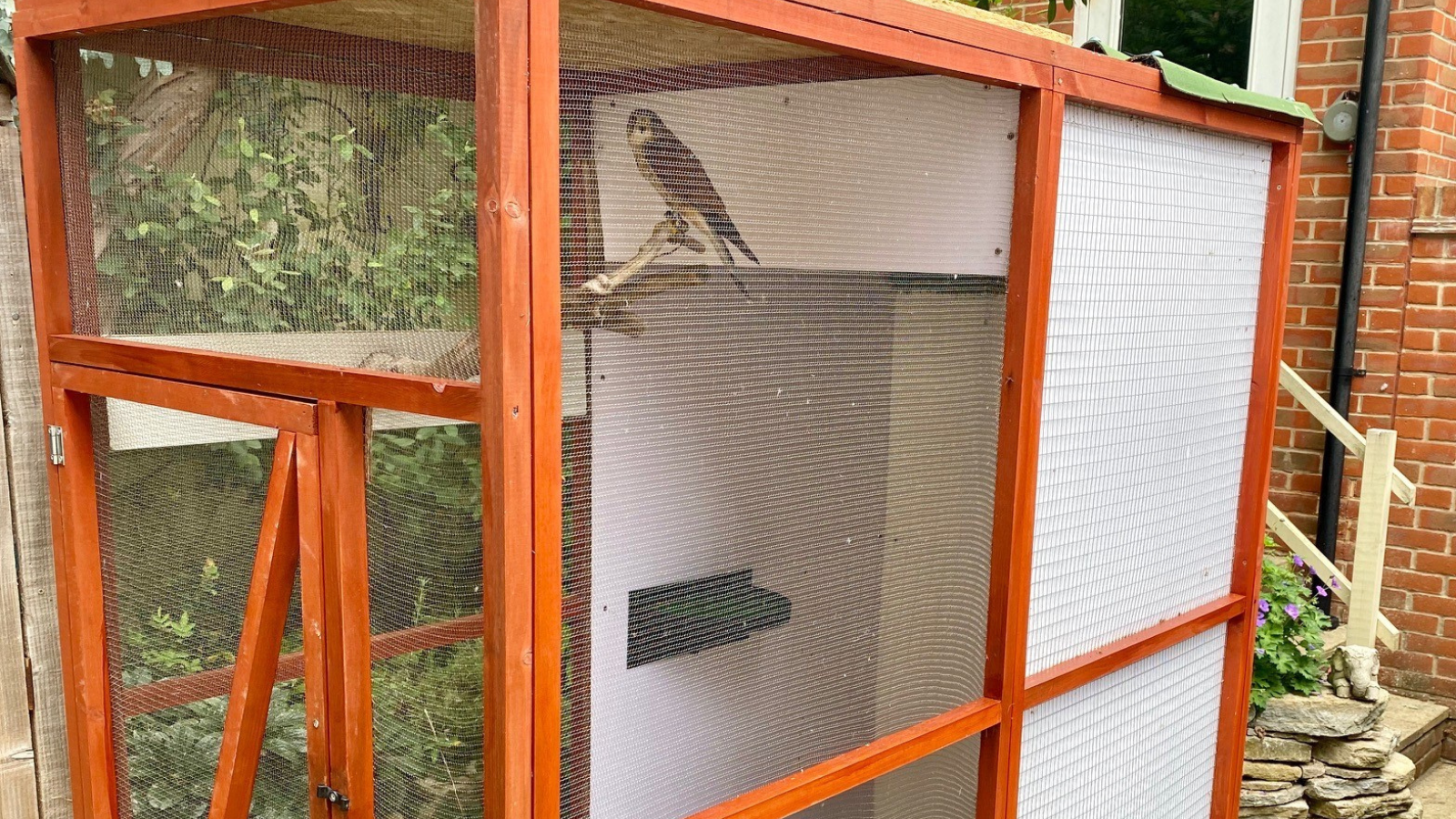 Kestrel behind ClearMesh inside aviary