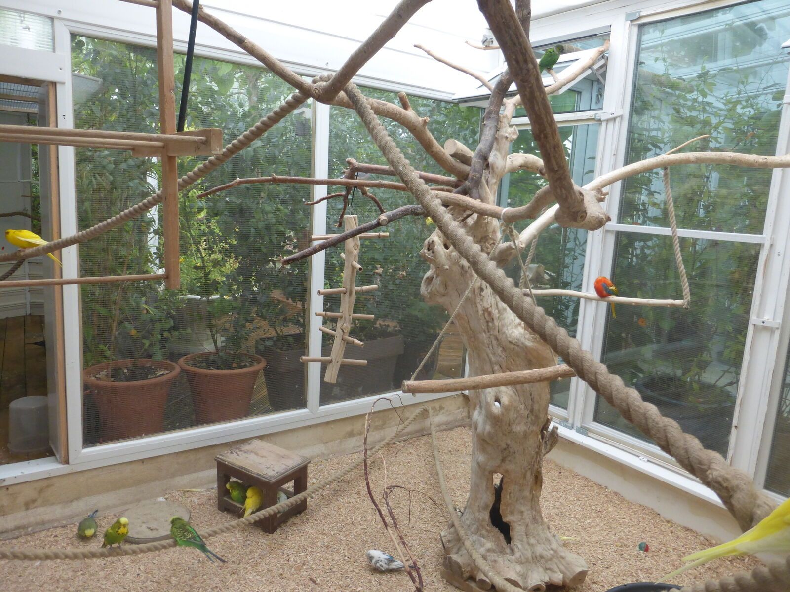 Indoor budgie aviary with tree style perch