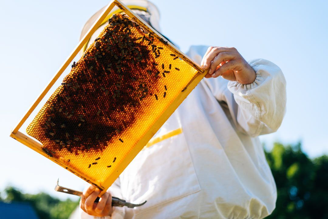 Miel cruda Apicum, cosechada en España por apìcultores artesanos
