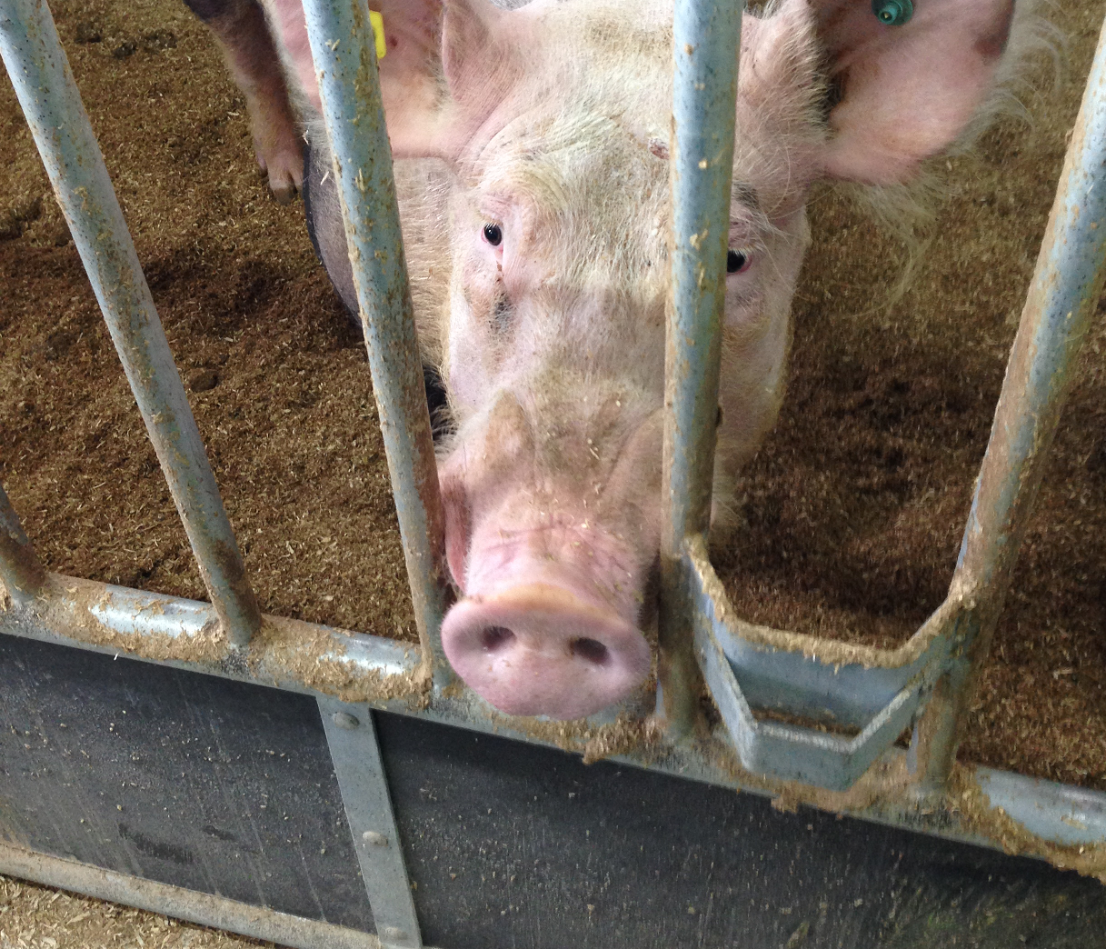 Abtrennung GFK Eberstall