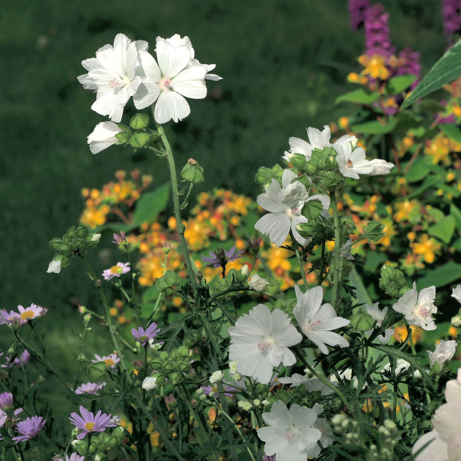 Malva moschata, Moschusmalve © garten-puk.de Malva moschata, Moschusmalve © garten-puk.de