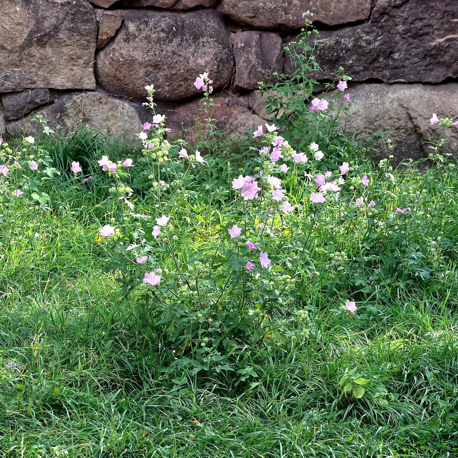 Malva sylvestris, Wilde Malve © garten-puk.de Malva sylvestris, Wilde Malve © garten-puk.de